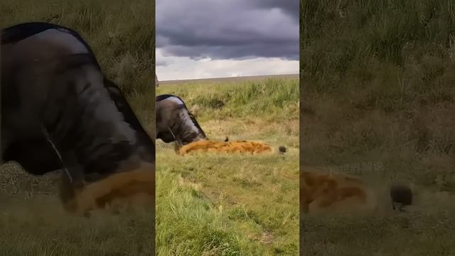 Гепард на заднем плане выглядит так, словно говорит: «Я же говорил тебе не связываться с мамочкой-ди