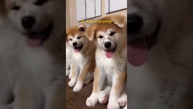 Породы не для новичков🙌🏻