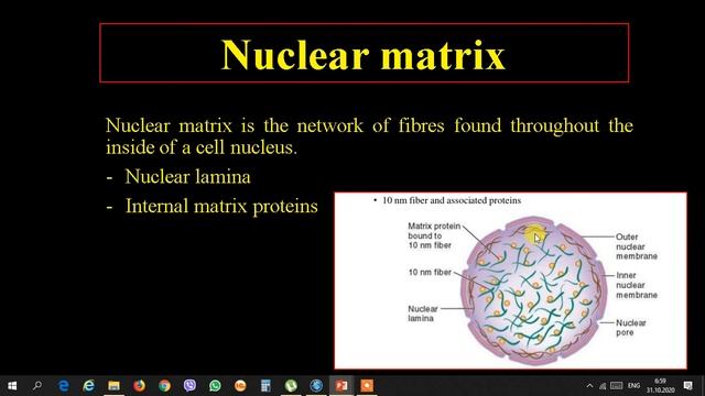 Nucleus