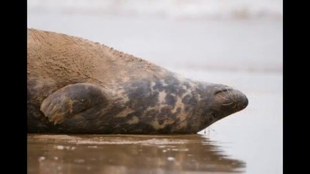 Donna Nook Seals 2008 - www.photography-prints.co.uk