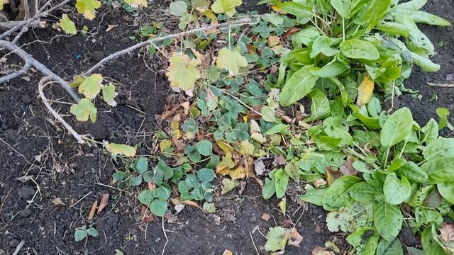 Обрезали деревья.Посадили клубнику и  чеснок. Пропахали огород.