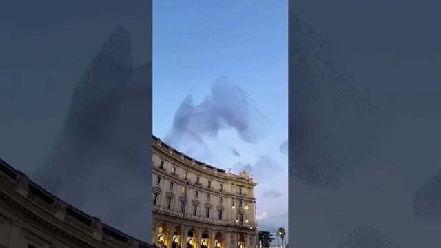 Мурмура́ция — явление скоординированного полёта огромных стай птиц (скворцов, галок, ворон и т. д.)