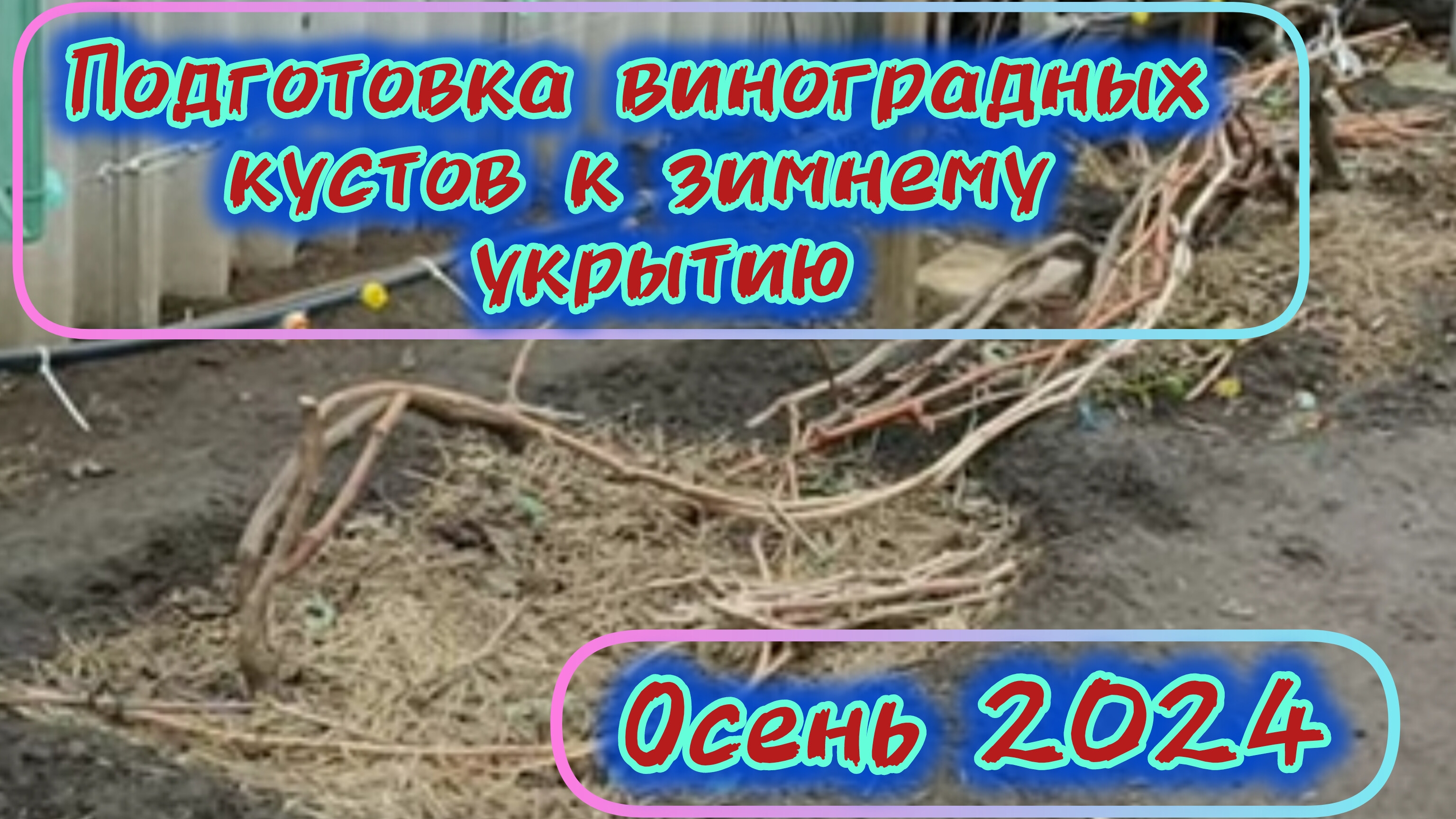 Подготовка виноградных кустов к зимнему укрытию. 15.11.24