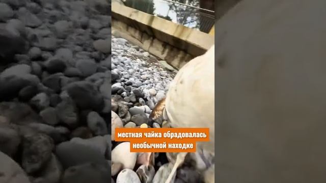 Чайка-воришка 😁