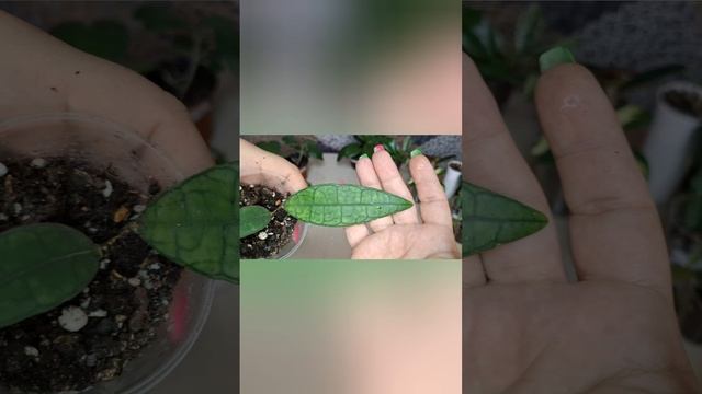 Мега большой обзор Хой 🌿🌿🌿 2 часть