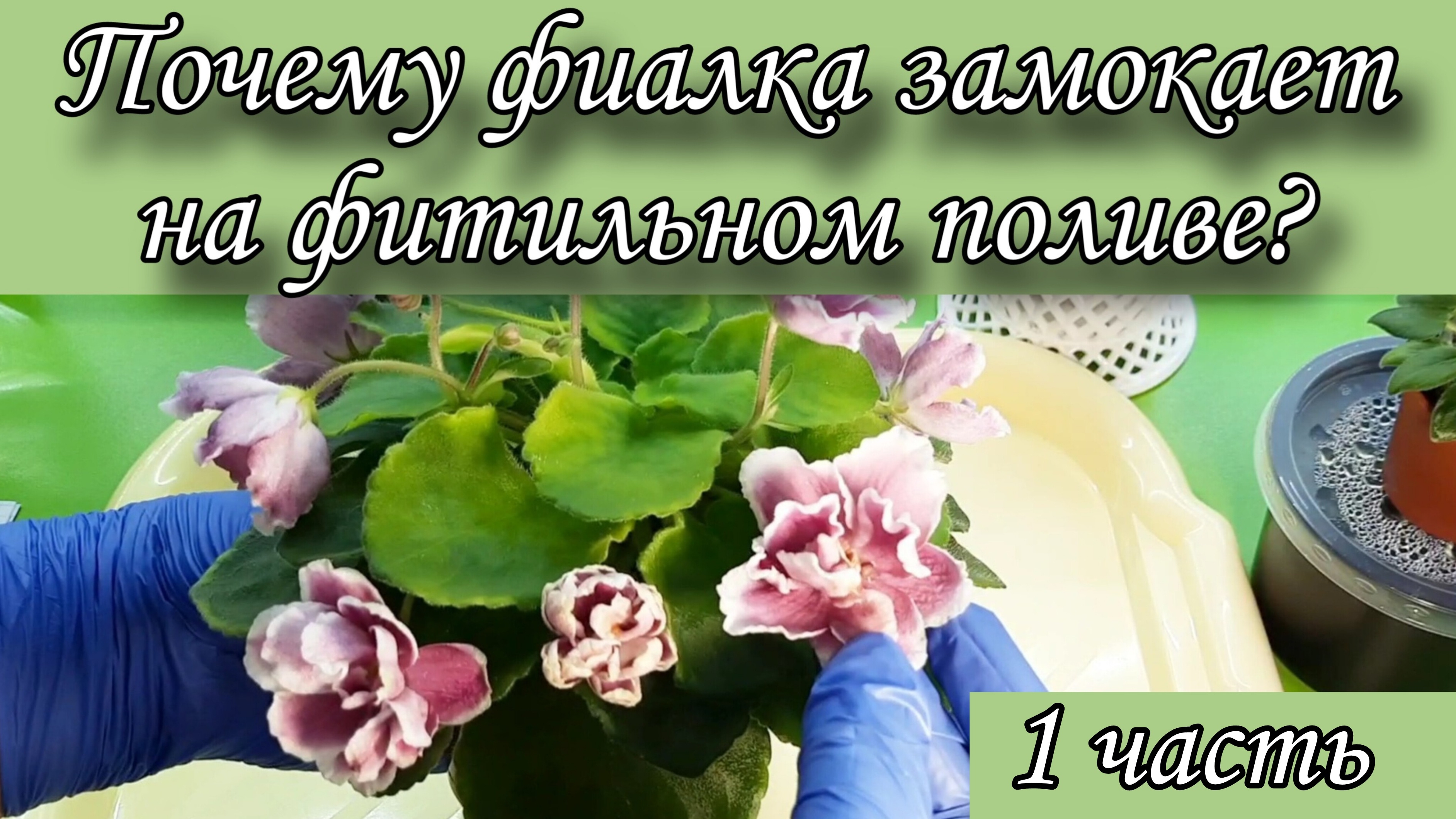 Почему фиалка замокает на фитильном поливе через 1-2 месяца после посадки? Делюсь своим опытом)