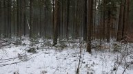 туманный лес поздней осенью