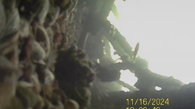 1000032609.mp4Волна гл.4м.16.11.2024г.