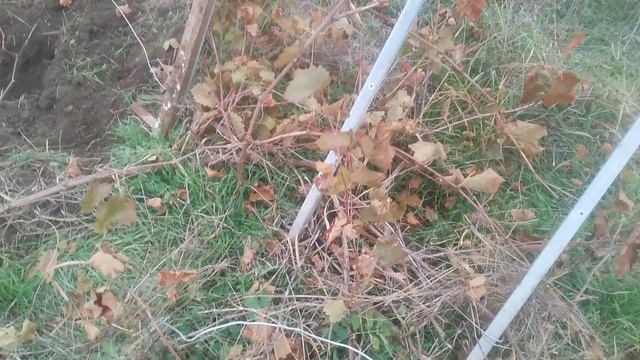 VID_20241116_153810