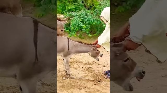 #donkey #animals #funny #donkeyvillage #shortsvideo
