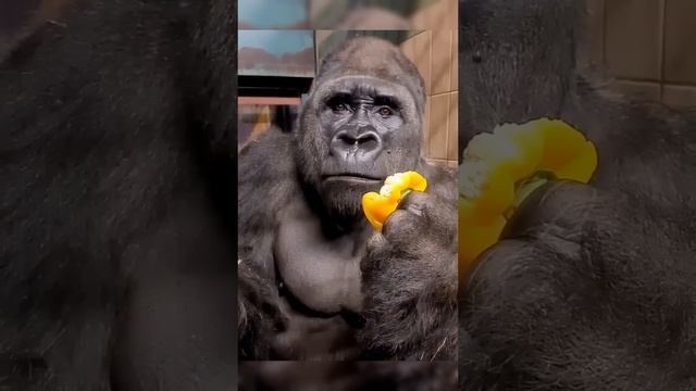 Man Changed into a real Gorilla 🦍 In America got talent Show ｜ Duo Schumacher #AGT #americagottalen