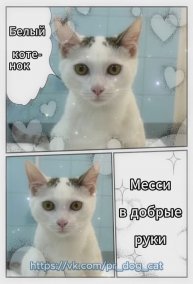 Белый котенок подросток Месси