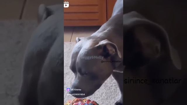 vkclips_20241114104152