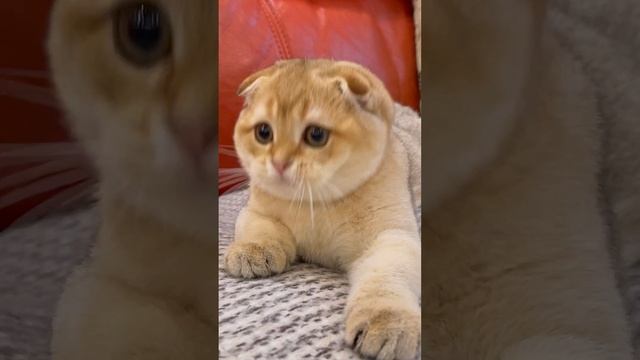 Вислоухий котёнок Котик https://t.me/Bel_Lmur