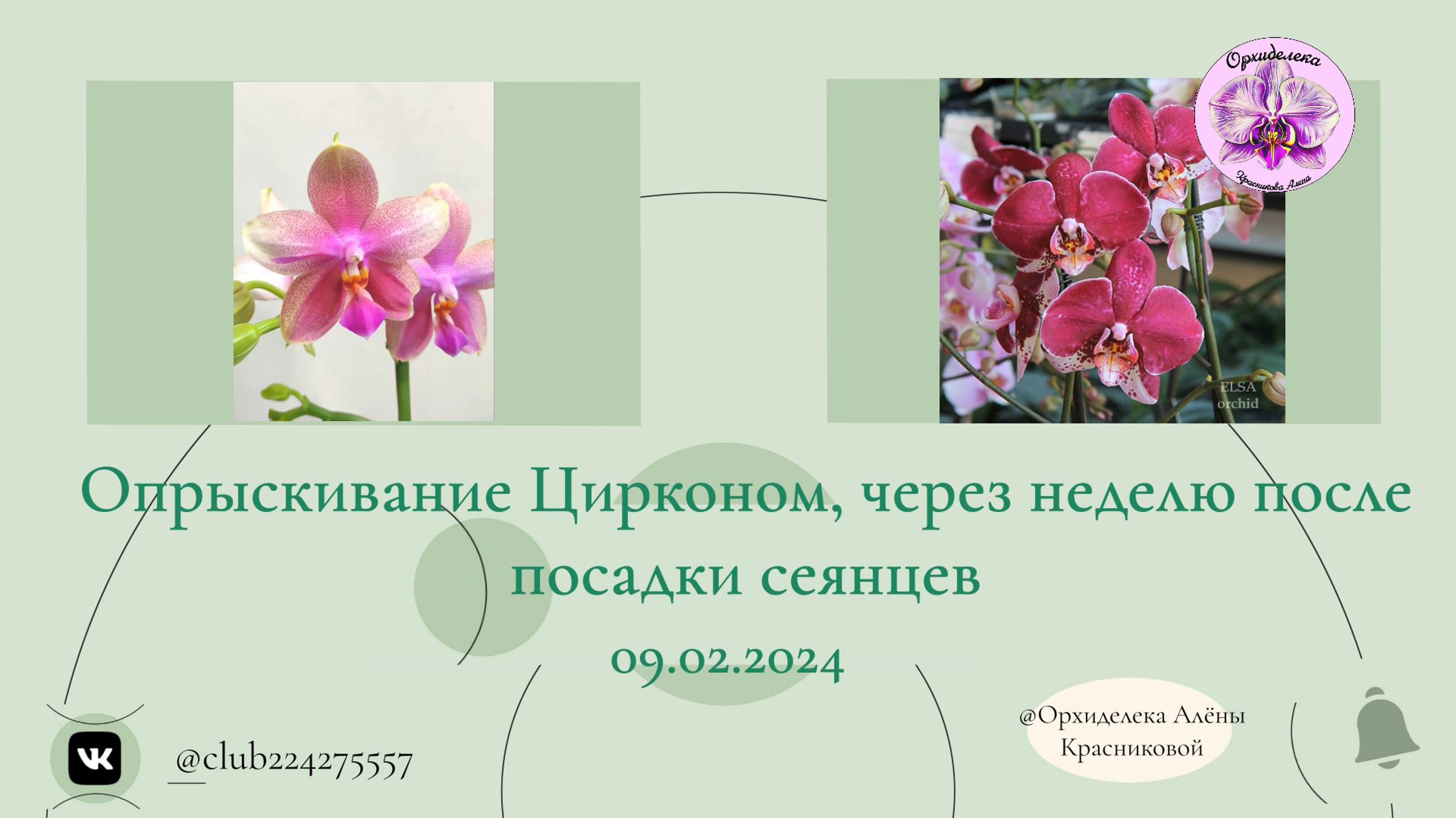 Фласка Liodoro и Thermionю Часть 3 - "Опрыскивание, через неделю после посадки" 09.02.2024