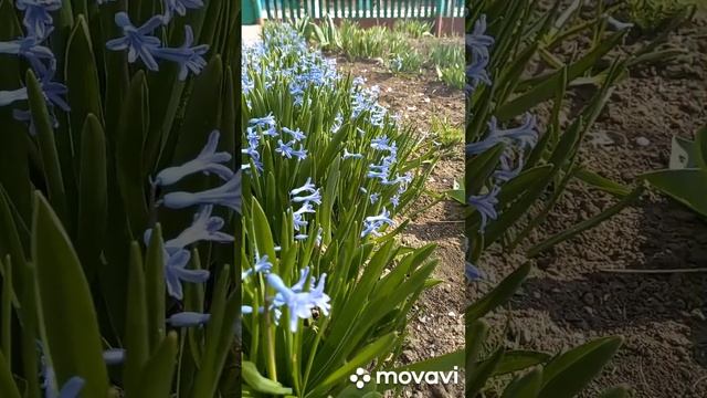 ВЕСНА ПРИШЛА И КУСОЧЕК ВАМ КРАСОТЫ. ОГОРОД НА КУБАНИ. shorts#