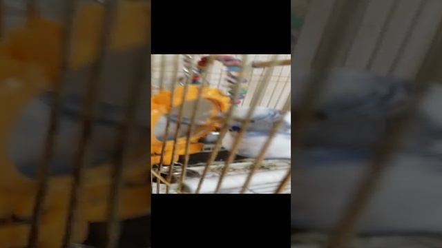 Закомтесь мой попугай