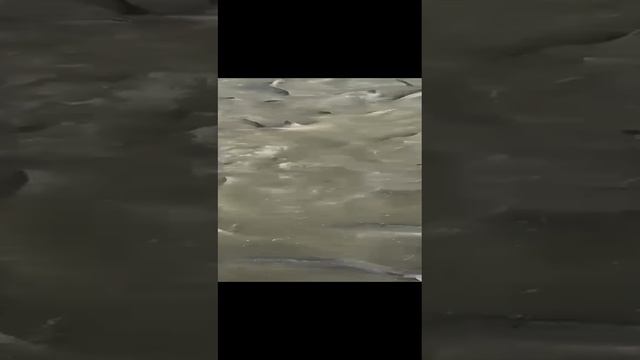 МонсМоре рыба сибирская