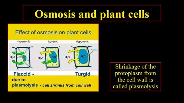 membrane apparatus and membrane transport