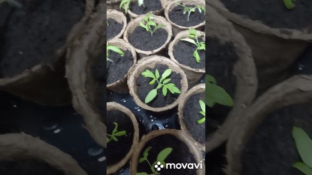 ТОМАТ МОНГОЛЬСКИЙ КАРЛИК НА РОЗЫГРЫШ ДЛЯ ПОДПИСЧИКОВ. ОГОРОД НА КУБАНИ. shorts#