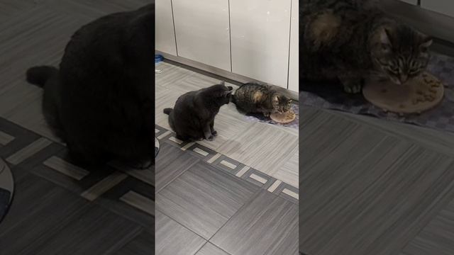 Британский кот