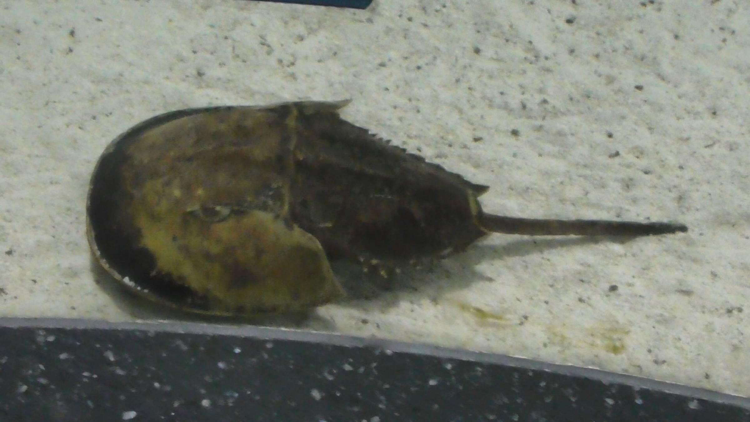 Мечехвост, Limulus polyphemus в аквариуме, Москвариум, 12 ноября 2024