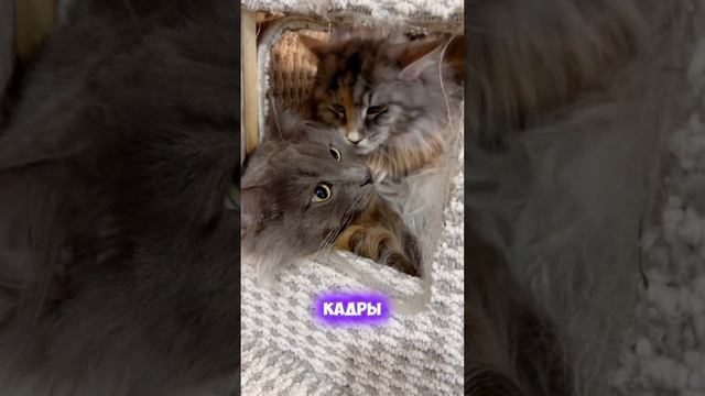 Наша кошечка родила мейнкунов! #top #мейнкун #cats