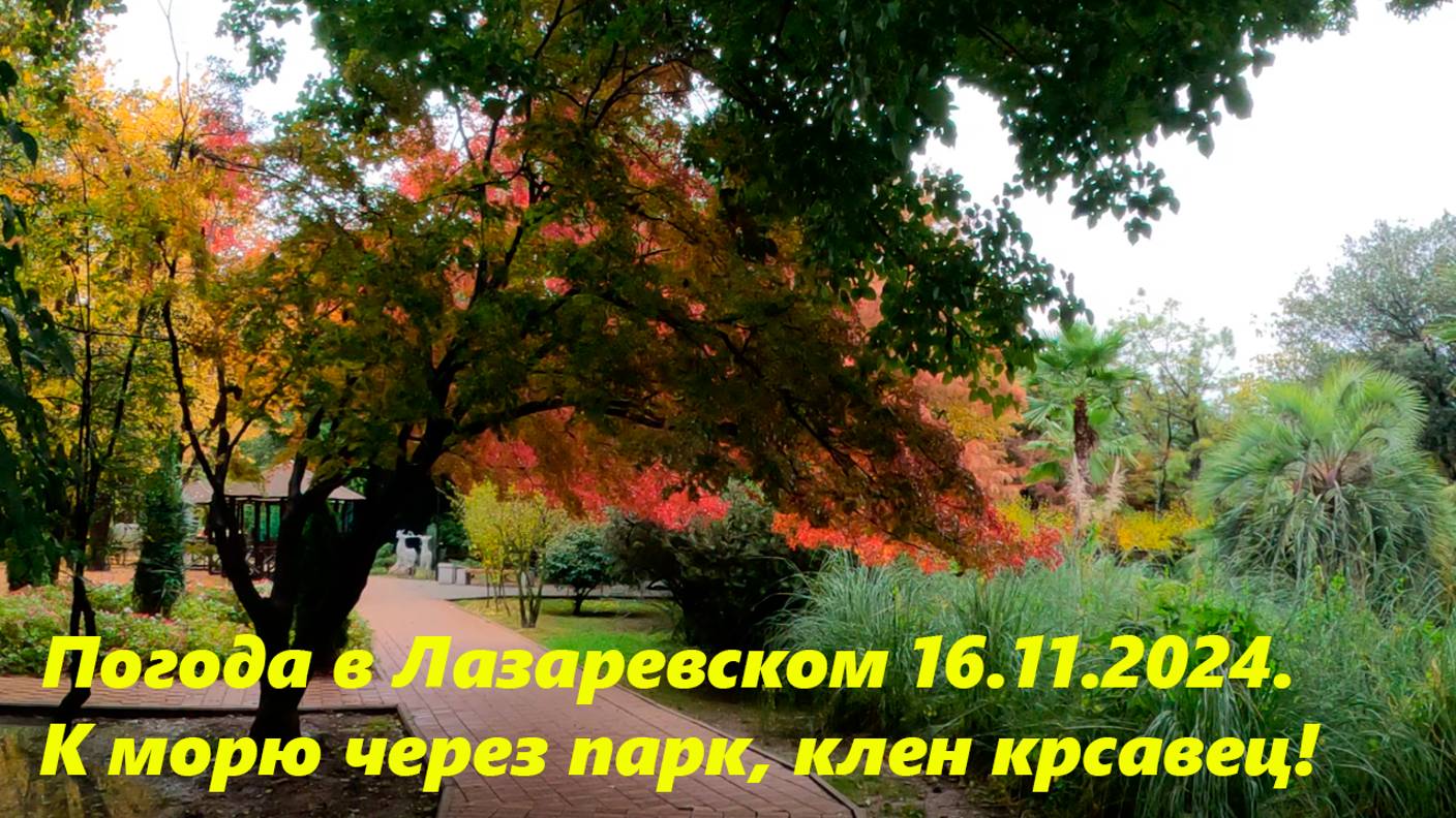 Погода в Лазаревском 16.11.2024 Через парк к морю! Красавец клен!🌴ЛАЗАРЕВСКОЕ СЕГОДНЯ🌴СОЧИ.