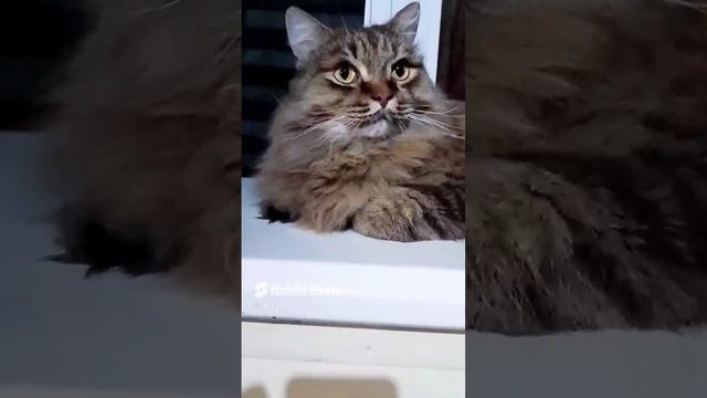 Мы для них вся жизнь