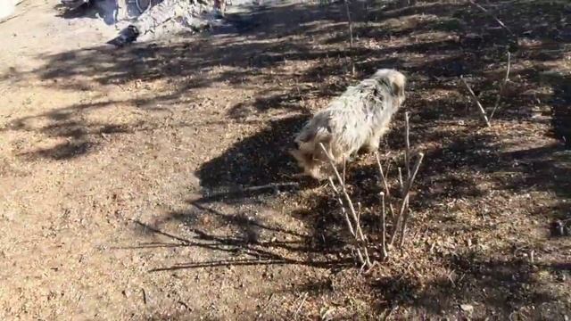 Луганск  Саки. Сколько Стоит Разобрать Дом, Гараж, Сарай  Он Меня Второй Раз ОБМАНУЛ. Евпатория