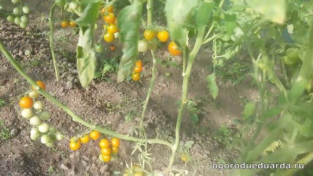 Рассказываю как защитить томаты от фитофторы