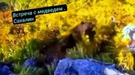 Встреча с медведем на Сахалине.