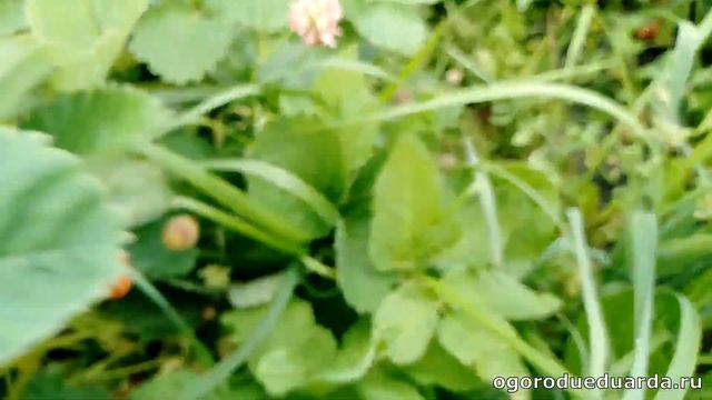 Дукат - очень урожайный сорт клубники