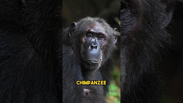 5 Animals With the Best Memory