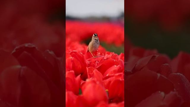 Птичка 🐦

 #Птичка