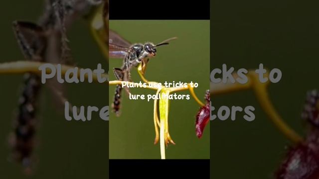 Plants mimics the animals to attract pollinators #botany #sexualreproductioninfloweringplants