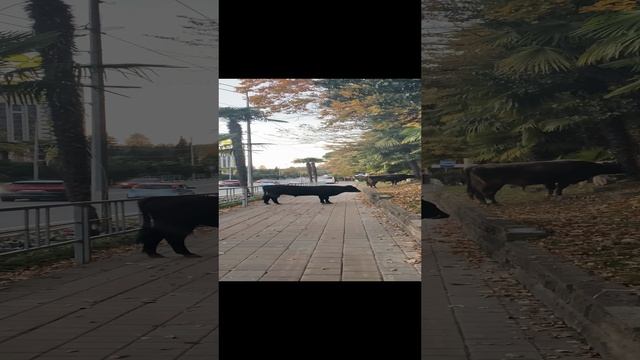 Коровы в центре Сочи