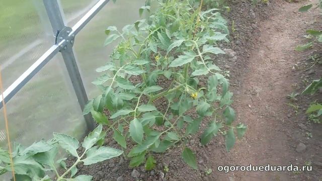 Уход за томатами в теплице   Часть 2