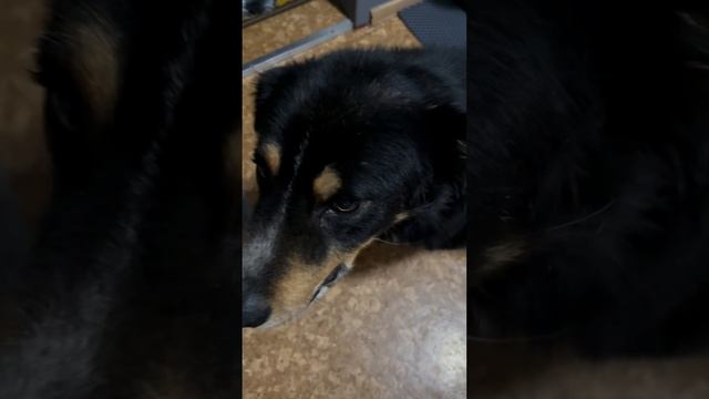 взяли собаку из приюта 🐶