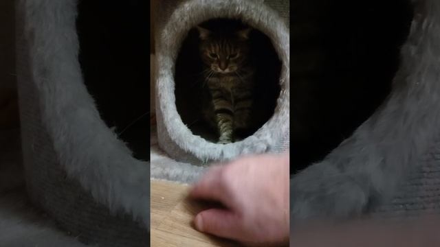 кошечка Муся!!!😘💋😍😻😽😼🥰