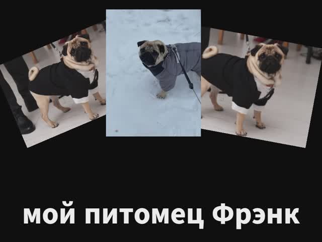 моя собака