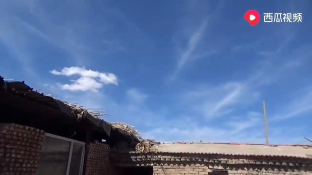【農民大黑】農村大黑幹活，媳婦用一隻烤鴨一盆餅犒勞，小日子過得有滋有味
