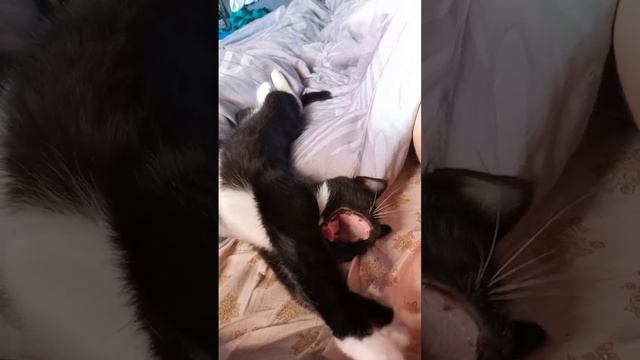 VID_20241116_162026_916.mp4