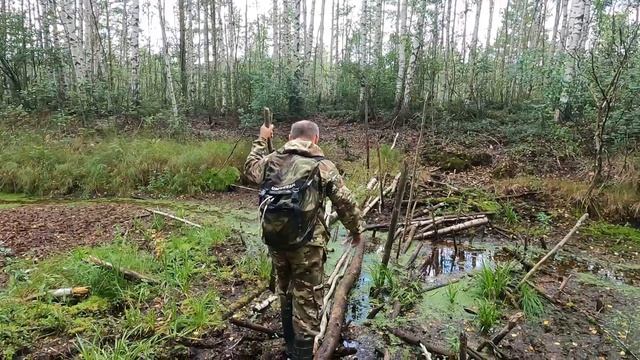 Уходим в болото за клюквой