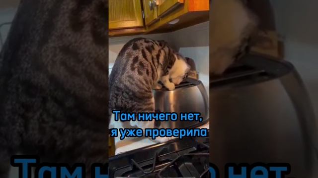 Доверяйте своим котам