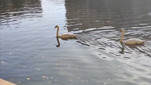 Сегодня мы гуляем на Патриарших прудах. Осень  в таком месте играет золотыми красками листьев.