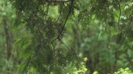 12289043_3840_2160_30fps