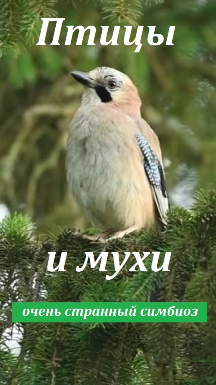 Враги загородного дома. Дикая природа - и друг, и враг