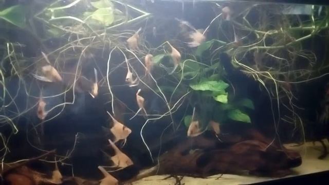 Pterophyllium scalare koi coppia con piccoli