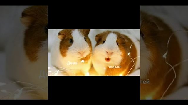 Морские свинки по знаку зодиака🐹🐹🐹